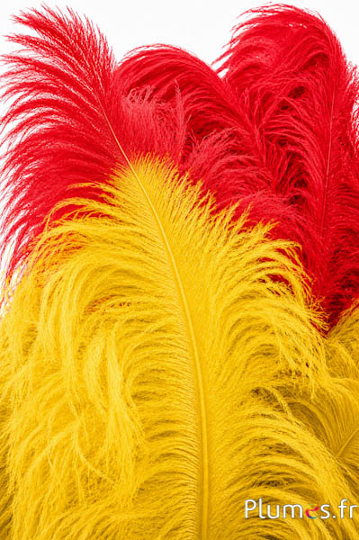 Struisvogel premium - 50-60 cm - geel-rood